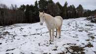 El caballo blanco de nieve de Saldes