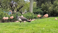 El ejemplo animal del buen compartir