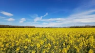 El paisaje amarillo de Llagostera