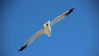 El vuelo y descanso de la gaviota