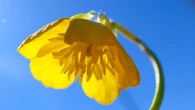 El botón de oro luce en primavera