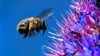 La primavera, la sangre altera, ¿por qué?