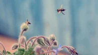 El azar de las abejas