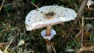 Macrolepiota procera, el gran hongo parasol