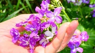 La juliana, oda natural al mestizaje