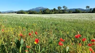 Panorámica florida de Sant Llorenç del Munt