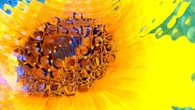 Más allá de los girasoles de Van Gogh, ¿qué es el impresionismo abierto?