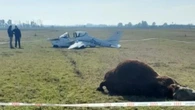 Insólito accidente aéreo: una avioneta choca contra un toro durante el aterrizaje