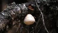 ¿Arte o biología?... El hongo que cuelga como escultura en los Pirineos