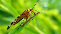 Cómo devora a su presa la mosca escorpión