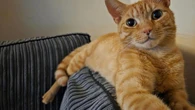 Ata una soga alrededor de un gato y lo golpea contra una pared: “Es un comportamiento claramente sádico”