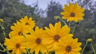 Esta flor esconde un manjar, ¿sabes cuál es?