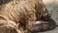 Indignación por el deplorable estado de una osa bebé que vive en un zoo con sarna y desnutrición