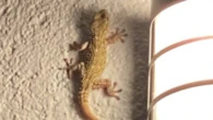 La provechosa visita nocturna del Gecko