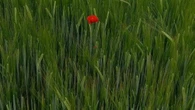 El 'pipiripí' del campo en primavera