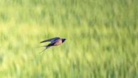 El profético vuelo de la golondrina
