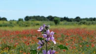 Jardín de plantas medicinales en Cubelles