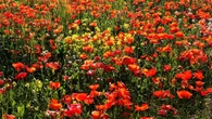 El jardín natural del Puig de Torelló