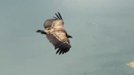 El buitre leonado del pantano de Sau