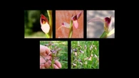 La curiosa orquídea que 'saca la lengua' y se burla de las abejas