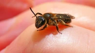 La ingeniería de la abeja albañil