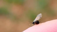 Las alas útiles de la naturaleza