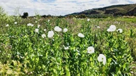 El paraíso de las amapolas blancas del Parque del Sureste