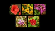 El efecto de las gotas de lluvia en las flores