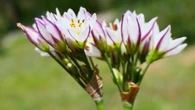 ¿A qué huelen las flores de ajo silvestre?
