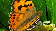 Así pintan la primavera las mariposas