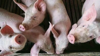 China extiende a diciembre la investigación 'antidumping' al cerdo europeo