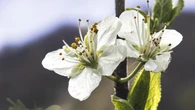 Pirineo aranés: la primavera desigual