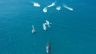 Varias webs ofrecen ya experiencias para avistar ballenas y delfines en la costa de Dénia