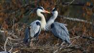 Escenas amorosas de las garzas