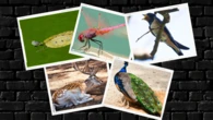 La fauna exótica del Parc Samà