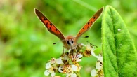 Dos curiosidades sobre las mariposas, ¿de dónde surgen sus colores y por qué son beneficiosas?