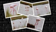 ¿Cuándo es el mejor momento para observar a los flamencos en el Delta del Ebro?