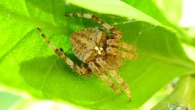La prodigiosa ingeniería del refugio de la araña tejedora laberíntica