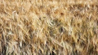 Los campos de cebada ya están a punto