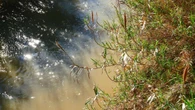 Fantasía primaveral del río Anoia en Gelida