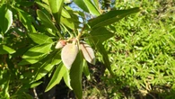 La evolución de los 'ametllons', las almendras inmaduras y tiernas