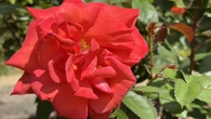 Jardines de rosas más allá de Sant Jordi