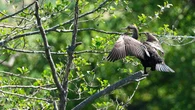 El proceso de secado al sol del cormorán