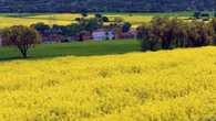 Armonía paisajística entre verde y amarillo