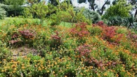 El lenguaje primaveral de la flor