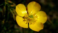 El botón de oro de la naturaleza