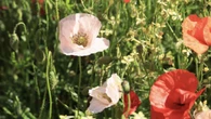 Las amapolas blancas de Mont-ras