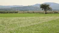 Otoño primaveral en el Baix Empordà