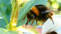 Últimos días para ver a la reina Bombus antes de que se ponga a hibernar en el suelo