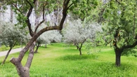 La salvaje primavera del parque de la Quinta de los Molinos